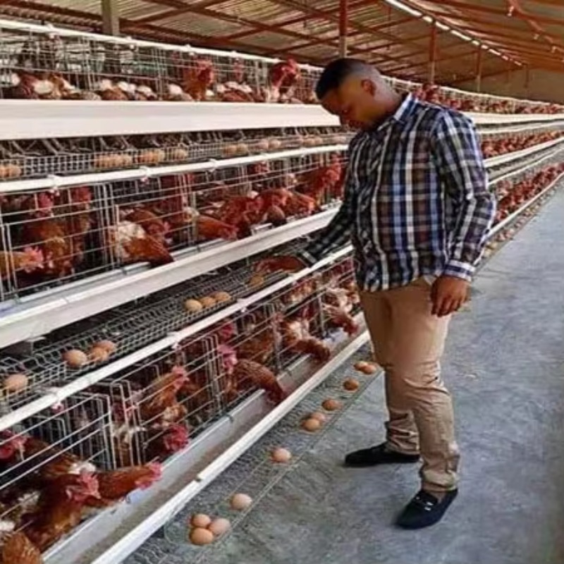 Farming Africa - Низкая цена! Клетки для 10 000