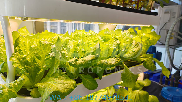 Agriculture Farming Equipments - c Сельскохозяйственная машина для выращивания овощей,