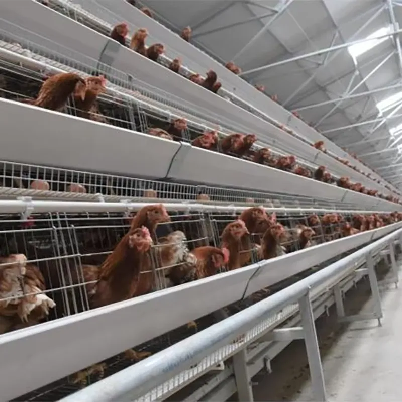 Farming Africa - Клетки для птицеводства типа H для